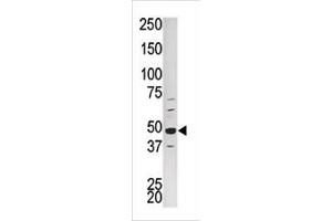 Western blot analysis of PCTK1 Antibody (C-term) (ABIN391247 and ABIN2837844) in HepG2 tissue lysate. (CDK16 antibody  (N-Term))