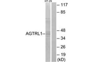 Western blot analysis of extracts from HT-29 cells, using AGTRL1 Antibody. (Apelin Receptor antibody  (AA 141-190))