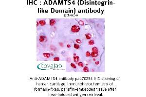 Image no. 1 for anti-ADAM Metallopeptidase with Thrombospondin Type 1 Motif, 4 (ADAMTS4) antibody (ABIN1731527) (ADAMTS4 antibody)