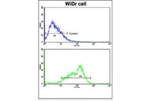 Flow cytometric analysis of WiDr cells using BCL2L11 Antibody (Center)(bottom histogram) compared to a negative control cell (top histogram). (BIM antibody  (Middle Region))