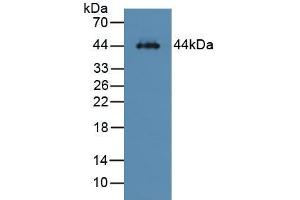 Figure. (Asialoglycoprotein Receptor 1 antibody  (AA 80-281))