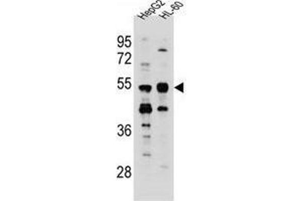 TEKT5 antibody  (Middle Region)