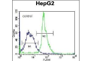 KRT3 Antibody (Center) (ABIN656583 and ABIN2845845) flow cytometric analysis of K562 cells (right histogram) compared to a negative control cell (left histogram). (KRTAP1-3 antibody  (AA 88-117))