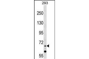 Western blot analysis in 293 cell line lysates (35ug/lane). (ZNF214 antibody  (N-Term))