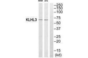 Western blot analysis of extracts from RAW264. (KLHL3 antibody  (N-Term))