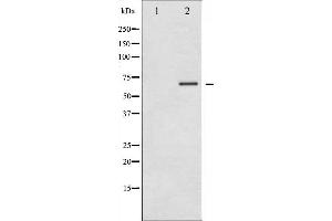 Western blot analysis of LKB1 phosphorylation expression in PMA treated NIH-3T3 whole cell lysates,The lane on the left is treated with the antigen-specific peptide. (LKB1 antibody  (pThr189))