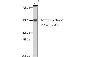 Western blot analysis of extracts of HeLa cells, using Activator protein 2 (AP-2/TFA) antibody (ABIN1678679, ABIN5663649, ABIN5663651 and ABIN6213839) at 1:1000 dilution. (TFAP2A antibody  (AA 1-437))