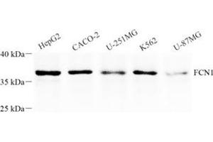 Western blot analysis of FCN1 (ABIN7073952),at dilution of 1: 1000