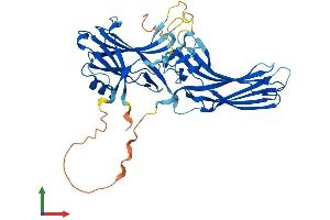 AlphaFold protein structure predicition of Human Recombinant ARRB2 Protein, UniprotID P32121 (Arrestin 3 Protein (AA 1-409) (His tag))