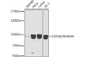 Western blot analysis of extracts of various cell lines, using CD168/RHAMM antibody (ABIN6131278, ABIN6141879, ABIN6141880 and ABIN6216074) at 1:1000 dilution. (HMMR antibody  (AA 1-300))