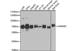 Western blot analysis of extracts of various cell lines, using HNRNPL antibody. (HNRNPL antibody)