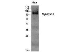 Western Blotting (WB) image for anti-Synapsin I (SYN1) (Tyr139) antibody (ABIN3187121) (SYN1 antibody  (Tyr139))