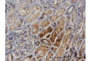 Immunoperoxidase of monoclonal antibody to PACSIN2 on formalin-fixed paraffin-embedded human kidney. (PACSIN2 antibody  (AA 368-428))