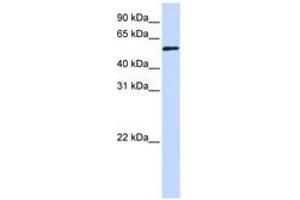 Image no. 1 for anti-Transcriptional Adaptor 3 (TADA3) (AA 216-265) antibody (ABIN6740309)