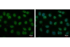 ICC/IF Image MOP3 antibody [N1N3] detects MOP3 protein at nucleus by immunofluorescent analysis.