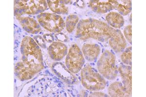 Paraformaldehyde-fixed, paraffin embedded human kidney section, Antigen retrieval by boiling in sodium citrate buffer (pH6) for 15min, Block endogenous peroxidase by 3% hydrogen peroxide for 30 minutes, Blocking buffer at 37°C for 20min, Antibody incubation with A-RAF (24D1) Monoclonal Antibody  at 1:50 overnight at 4°C, followed by a conjugated secondary and DAB staining.