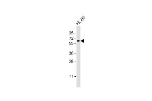 Anti-KLHL3 Antibody (Center) at 1:1000 dilution + HL-60 whole cell lysate Lysates/proteins at 20 μg per lane. (KLHL3 antibody  (AA 207-234))