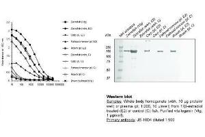 Image no. 1 for anti-Vitellogenin (VTG) antibody (ABIN123822) (Vitellogenin antibody)