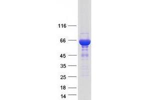 Validation with Western Blot (STXBP1 Protein (Transcript Variant 2) (Myc-DYKDDDDK Tag))