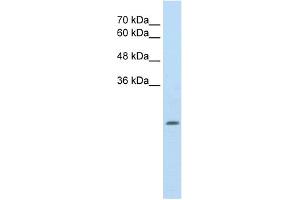 WB Suggested Anti-ALDH4A1 Antibody Titration:  2. (ALDH4A1 antibody  (N-Term))