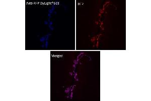 Immunofluorescence (IF) image for anti-Red Fluorescent Protein (RFP) antibody (DyLight 633) (ABIN7273110) (RFP antibody  (DyLight 633))