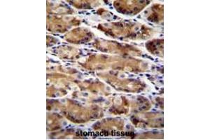 Formalin Fixed, Paraffin Embedded human stomach tissue reacted with ATG16L2 Antibody (Center) followed by peroxidase conjugation of the secondary antibody and DAB staining. (ATG16L2 antibody  (Middle Region))