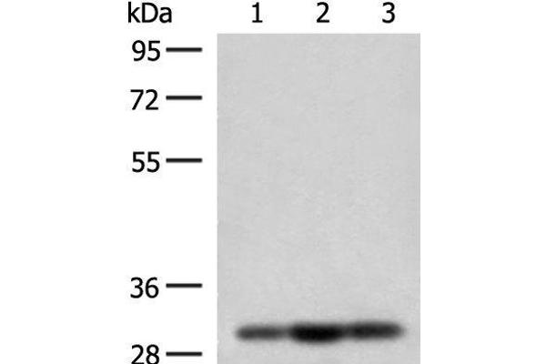 MRPS18B antibody