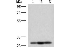 Western blot analysis of HepG2 Jurkat and 231 cell lysates using MRPS18B Polyclonal Antibody at dilution of 1:200 (MRPS18B antibody)