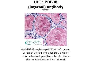 Image no. 1 for anti-phosphodiesterase 8B (PDE8B) (Internal Region) antibody (ABIN1737924) (PDE8B antibody  (Internal Region))