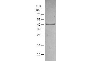 Western Blotting (WB) image for Obg-Like ATPase 1 (OLA1) (AA 1-396) protein (His-IF2DI Tag) (ABIN7124250)