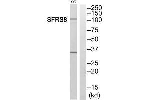 Western blot analysis of extracts from 293 cells, using SFRS8 antibody. (SFRS8 antibody  (Internal Region))