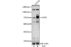 Western blot analysis of extracts of C2C12 cells, using EGR1 antibody (ABIN6133683, ABIN6139992, ABIN7101807 and ABIN7101808) at 1:1000 dilution. (EGR1 antibody  (AA 1-250))