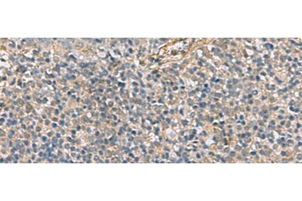 APOBR antibody