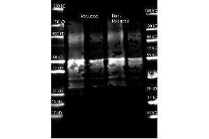 Goat anti Protein A antibody (was used to detect Protein A under reducing and non-reducing conditions.