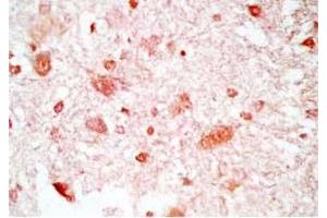 Rat brain tissue was stained by Rabbit Anti-Neuropeptide S, Prepro (23-67)  (Mouse) Antibody (NPS antibody  (Preproprotein))