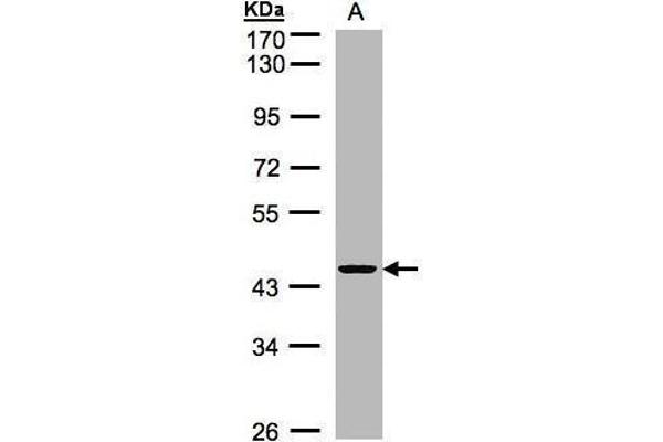 ZNF134 antibody
