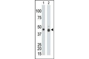 The anti-CKB Pab is used in Western blot to detect CKB in mouse colon tissue lysate (Lane 1) and Y79 cell lysate (Lane 2). (CKB antibody  (N-Term))