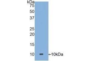 Detection of Recombinant DEFa3, Human using Polyclonal Antibody to Defensin Alpha 3, Neutrophil Specific (DEFa3) (DEFa3 antibody  (AA 21-94))