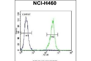 TRIM65 Antibody (Center) (ABIN655759 and ABIN2845202) flow cytometric analysis of NCI- cells (right histogram) compared to a negative control cell (left histogram). (TRIM65 antibody  (AA 327-355))