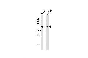 Western Blot at 1:1000 dilution Lane 1: A431 whole cell lysate Lane 2: Jurkat whole cell lysate Lysates/proteins at 20 ug per lane. (PA2G4 antibody  (AA 228-255))