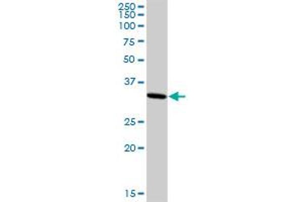 HMG20B antibody  (AA 1-317)