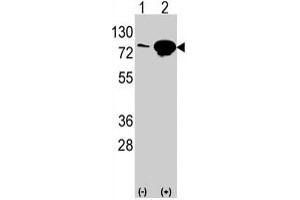 Western blot analysis of EIF4B polyclonal antibody  in 293 cell line lysates transiently transfected with the EIF4B gene (2 ug/lane).