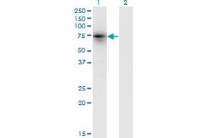Western Blot analysis of KLHL4 expression in transfected 293T cell line by KLHL4 monoclonal antibody (M05), clone 4B6. (Kelch-Like 4 antibody  (AA 1-100))