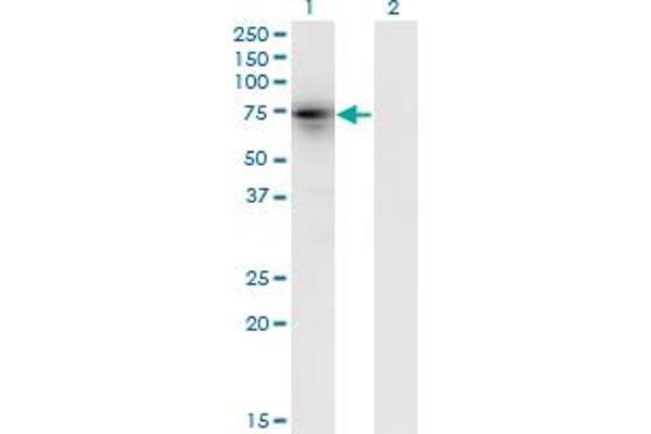 Kelch-Like 4 antibody  (AA 1-100)