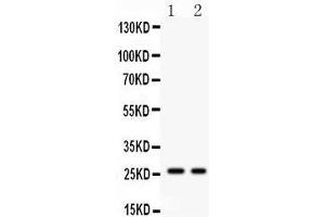 Anti- Picoband antibody, PB, Western blotting All lanes: Anti Kallikrein 4  at 0. (Kallikrein 4 antibody  (AA 31-254))
