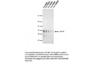 Image no. 1 for anti-Apolipoprotein E4 antibody (ABIN1042583) (Apolipoprotein E4 antibody)