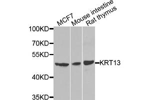 Western blot analysis of extracts of various cell lines, using KRT13 antibody. (Cytokeratin 13 antibody)