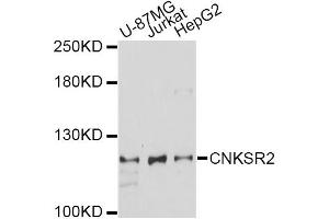 Western blot analysis of extracts of various cell lines, using CNKSR2 antibody (ABIN6294043) at 1:1000 dilution. (CNKSR2 antibody)
