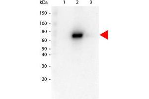 Image no. 1 for anti-V-Akt Murine Thymoma Viral Oncogene Homolog 2 (AKT2) antibody (ABIN1099905) (AKT2 antibody)