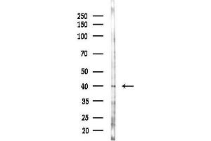 anti-Gap Junction Protein, beta 6, 30kDa (GJB6) (C-Term) antibody